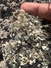 Astragalus calycosus calycosus