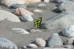 Philaethria dido