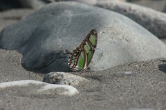 Philaethria dido