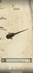 Ranoidea caerulea