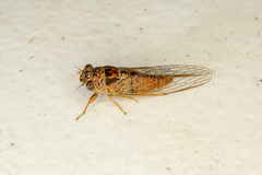 Cicadettina