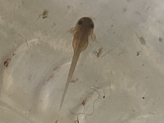 Ranoidea caerulea