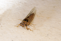 Cicadettina