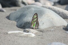 Philaethria dido