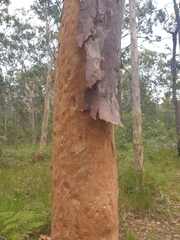 Angophora leiocarpa
