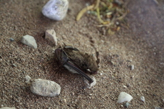 Myotis daubentonii