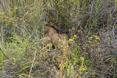 Varanus panoptes panoptes
