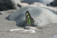 Philaethria dido