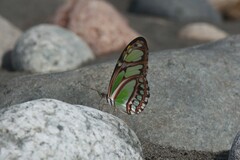 Philaethria dido