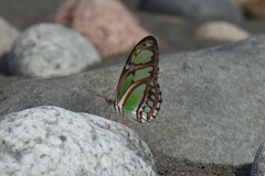 Philaethria dido