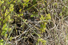 Varanus panoptes panoptes