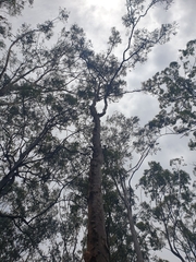Angophora leiocarpa