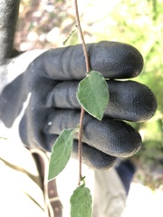 Billardiera scandens
