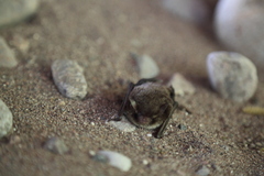 Myotis daubentonii