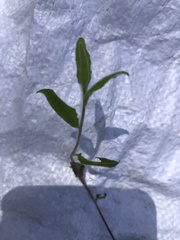 Billardiera scandens