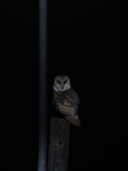 Tyto alba tuidara