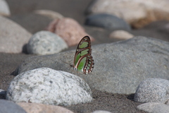 Philaethria dido