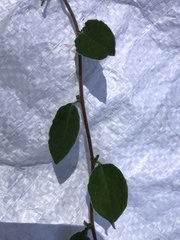 Billardiera scandens
