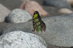 Philaethria dido
