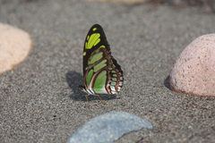 Philaethria dido