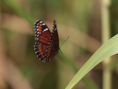 Limenitis archippus floridensis