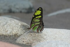 Philaethria dido