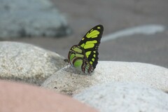 Philaethria dido