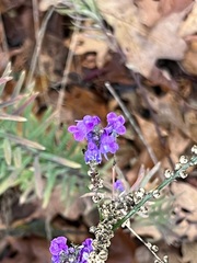 Linaria purpurea