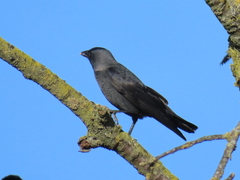 Corvus monedula