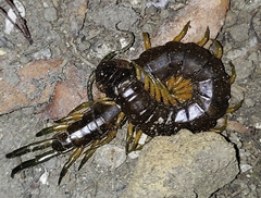 Scolopendra