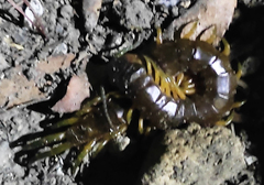 Scolopendra