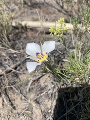 Calochortus bruneaunis