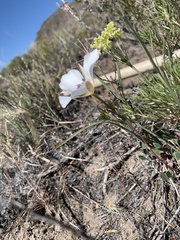 Calochortus bruneaunis