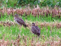Burhinus bistriatus