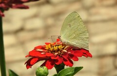 Phoebis neocypris