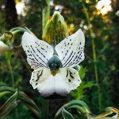 Chloraea galeata
