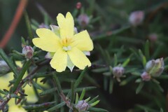 Hibbertia stricta