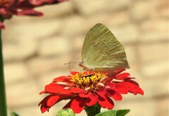 Phoebis neocypris
