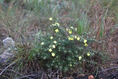 Hibbertia stricta