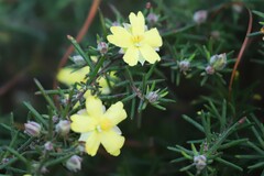 Hibbertia stricta