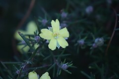 Hibbertia stricta