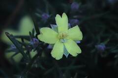 Hibbertia stricta