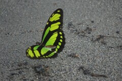Philaethria dido