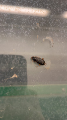 Pseudoophonus