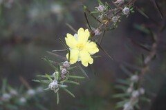 Hibbertia stricta