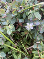 Vaccinium uliginosum