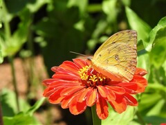 Phoebis philea philea