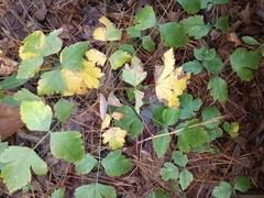 Xanthorhiza simplicissima