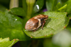 Bathyllus albicinctus