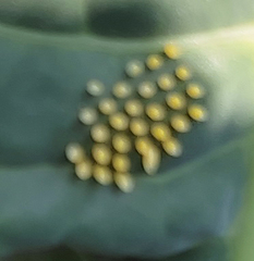 Leptophobia aripa